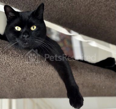 catgirl321's tweet photo. #MISSING Really friendly panfur BLUE who has striking amber eyes and a small patch of white fur on his tummy, in Hainault Street, Eltham, London SE9 2EG‼️
https://t.co/0AG6R0Ozcx
#cats #LOST #LostCats #LostPets #LostAndFoundPets #REWARD #FindBLUE
PLEASE SHARE/RT✔️
RT@petsreunited https://t.co/8iBxomrPPo