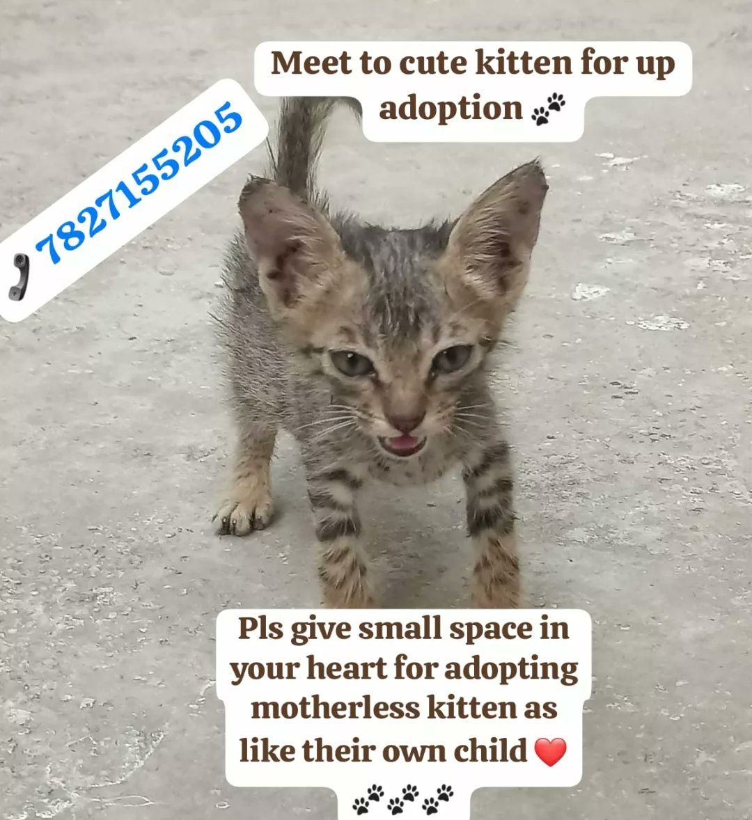 Urgent adoption appeal for motherless two kittens🐈
Pls share this post so that as soon as possible we get loving family home for cute kitten 💓🐾🐾🐾