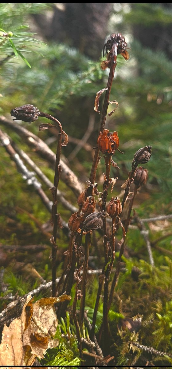 newfunalian's tweet photo. Last years Ghostpipe still standing #forage #Ghostpipe #NaturePhotograhpy #explorenl #Canada #Newfoundland #nlwx https://t.co/MPIFTT4cU2