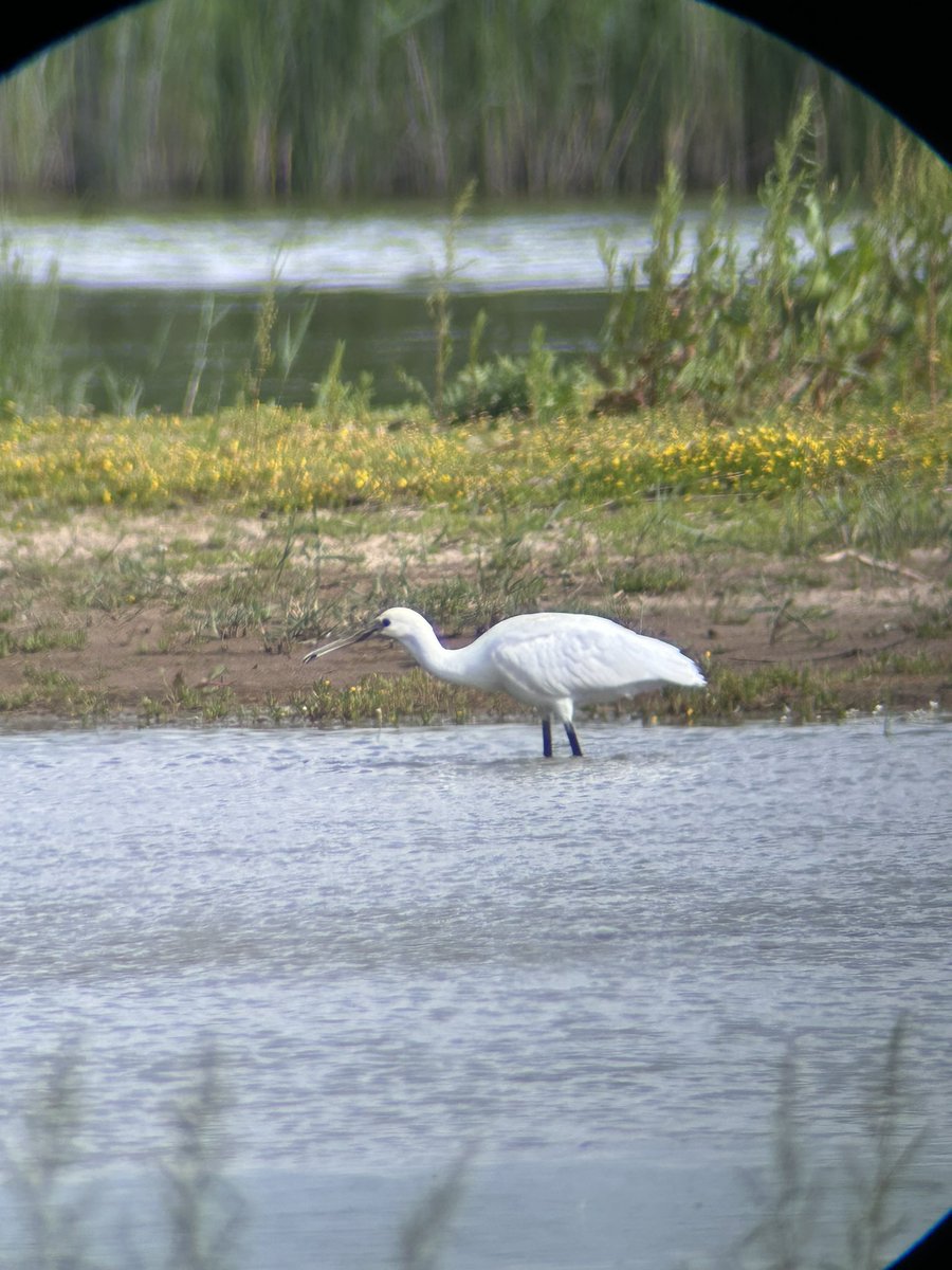 What a great day at <a href="/RSPBFrampton/">RSPB Frampton Marsh 🌍</a> - 12 lifers including particular highlights Lesser yellowlegs, juv Bearded tit, and a non-bird highlighting the form of Bee orchid.  Thanks to fellow <a href="/bucksbirdclub/">bucks bird club</a> members for the company.