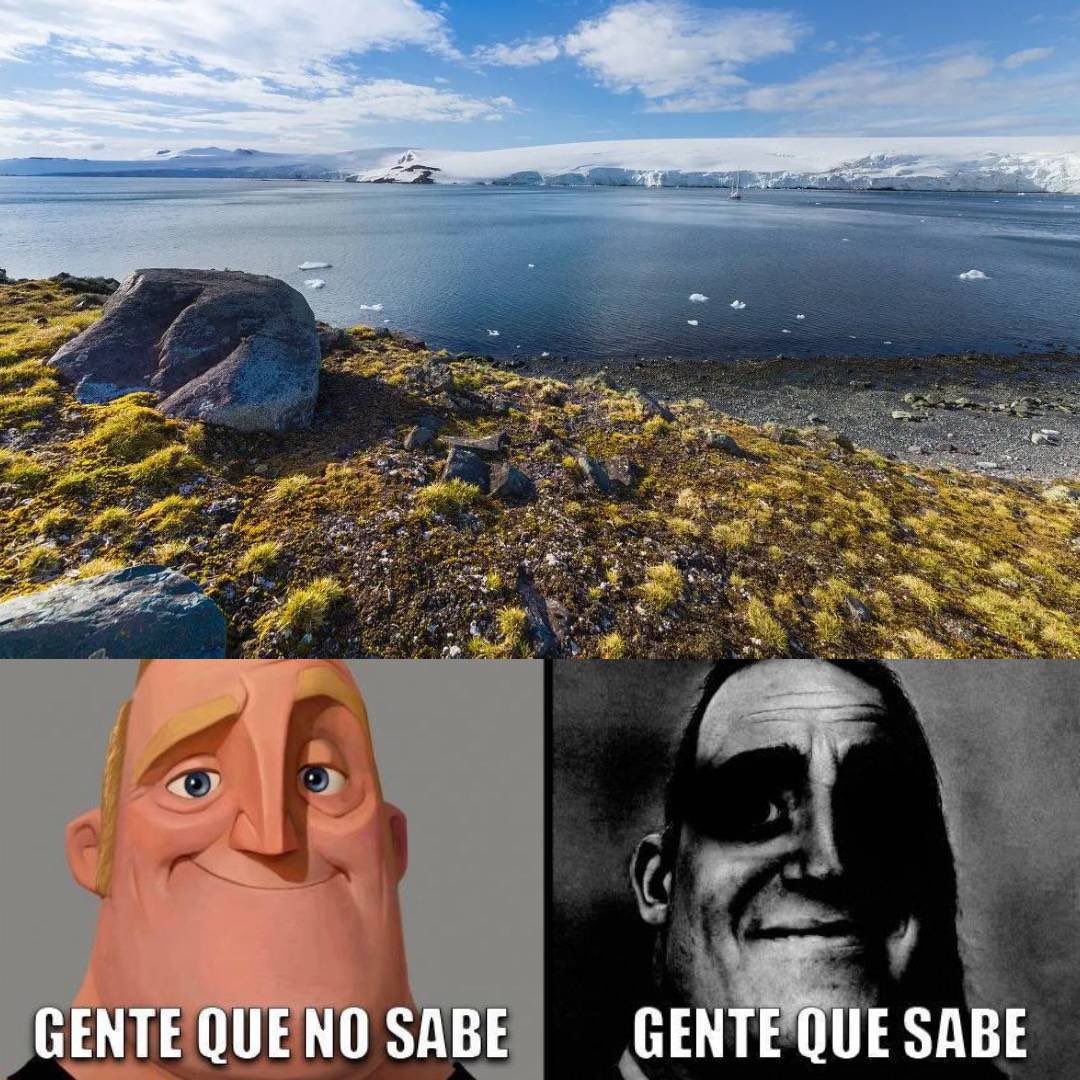 EnsedeCiencia's tweet photo. Están creciendo flores en la Antártida 💀 https://t.co/WnoXTFBF1M
