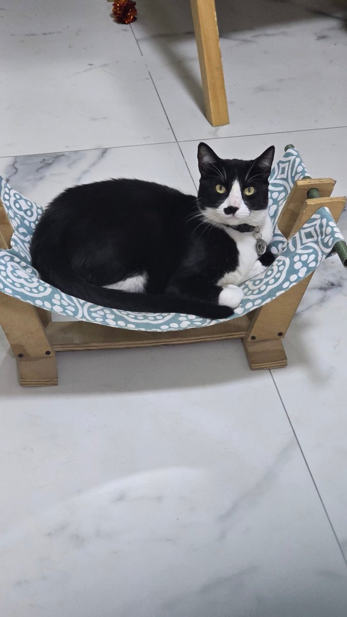 gatitosasalvo's tweet photo. Un Lucas para una #Hamacat https://t.co/Q4xoLC3A53