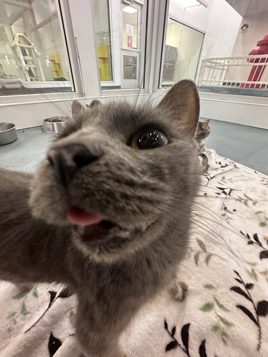 Photo dump from shelter kitties 😁😁🚨‼️