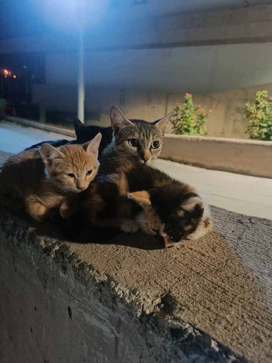 kendinebirmelike (@kendinemelikeg) on Twitter photo 