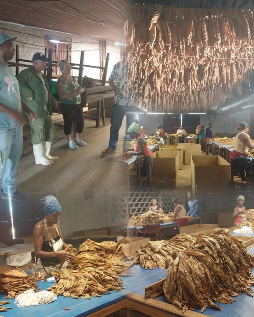🌳En la Escogida de Tabaco de la UEB MJ-4 #Jovellanos,  inicia el trabajo con los productores Reynaldo Anaya y Alcibiades. Se observa el rendimiento para Capa de Exportación.
📝📷 <a href="/rebeca_fundora/">Rebeca Fundora</a>
#MatancerosEnVictoria 
#Cuba