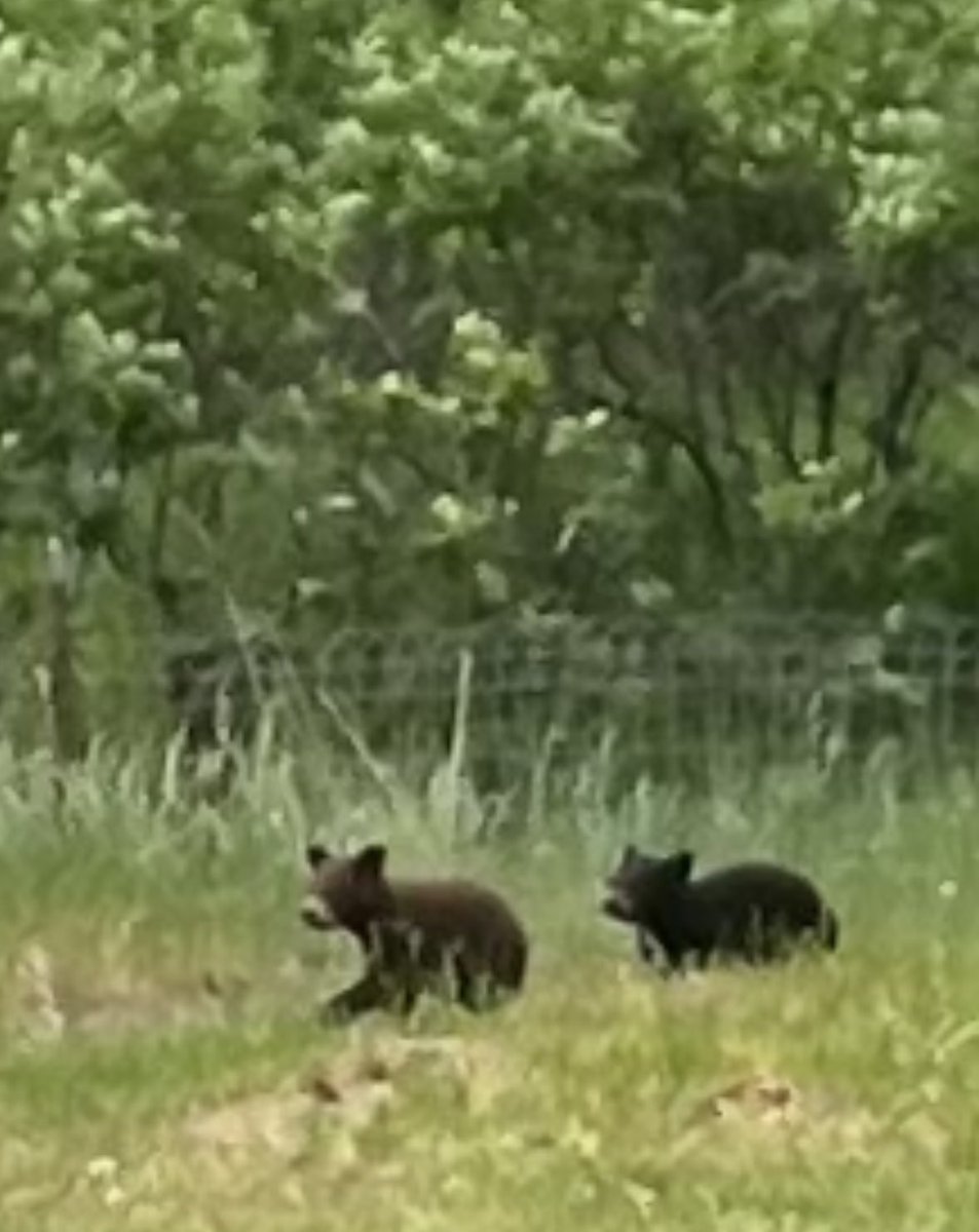 Looks like the neighborhood bear had lil cubs. Need one to train as my jiu jitsu sparring partner.