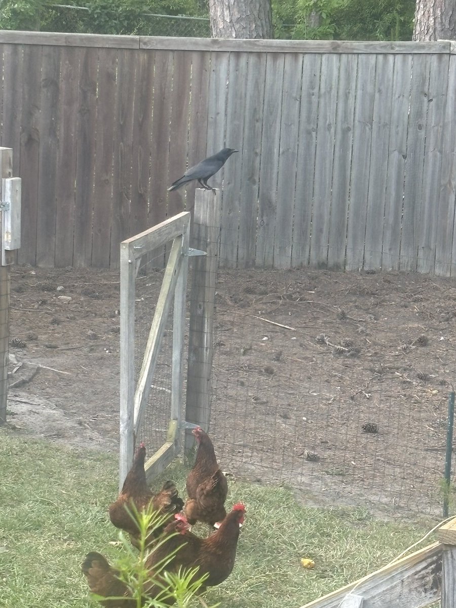 Thoth Amon tweet media