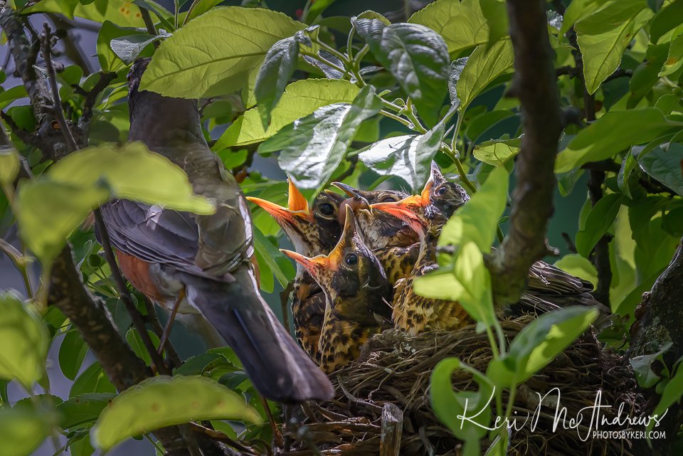 PhotosByKeri's tweet image. HUNGRY! 6/8/24
#2024Project52 #Week23
4 hungry #baby #robins. I watched a robin fill its mouth with 2-3 worms and then fly to a nearby tree. What a mouthful! Found the nest and safely watched 2 #feedings. #birds #mawx #nature #babybirds 
 photosbykeri.com/fine-art/ea8cd…