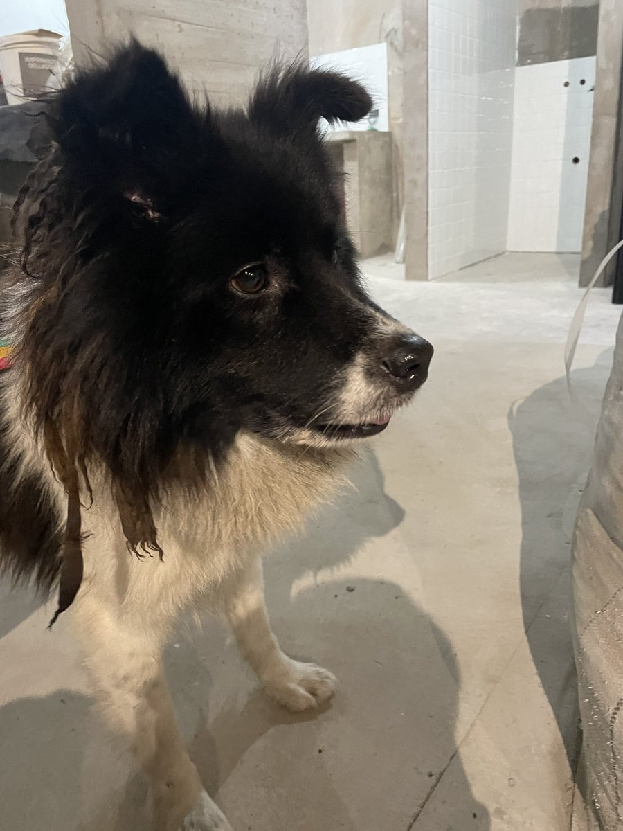 lagarzasosa_'s tweet photo. Lo estoy reteniendo en la obra
Lo abandonaron en Saavedra una señora se fue y lo dejó, mi hija me llamó para pedirme ayuda ella vio como la señora le gritaba al perro que se vaya y se fue en el colectivo 
Necesito tránsito en CABA
misionsolidariatwitter@gmail.com
Asunto:tránsito https://t.co/X1oC0XsPHS