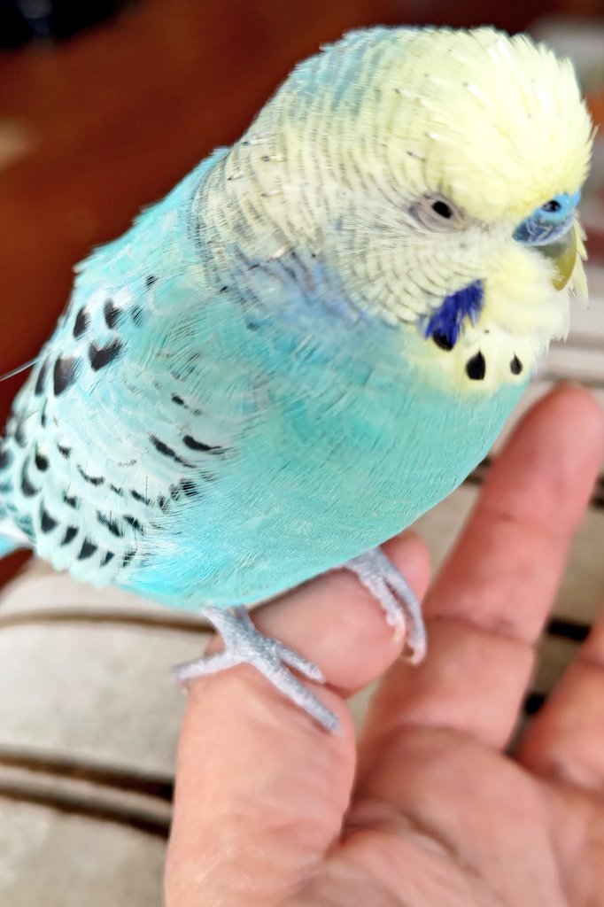 mu2kawacho's tweet photo. #セキセイイ��コ迷子 #セキセイインコ目撃情報 #セキセイインコ保護 #三重県
#四日市 #三重県川越町  #朝日町 #川北
2024年6月8日午前セキセイインコが迷子になりました。「ピーちゃんおりこう」など喋ります。情報おねがいします https://t.co/tFqb3K6QVo