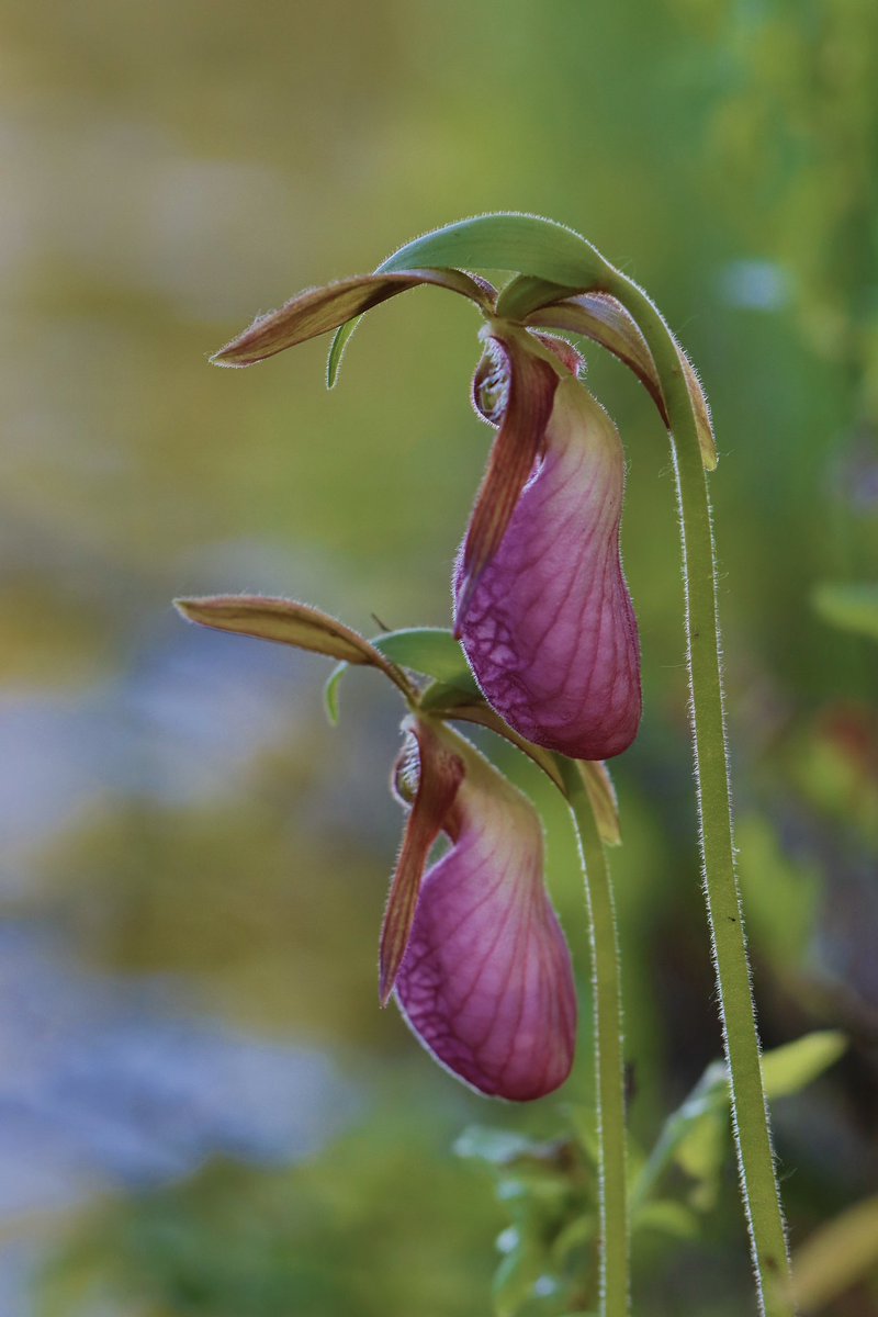 It’s that special time of year when Pink Lady’s Slipper orchids reappear in a small bog near the edge of Boundary Waters.