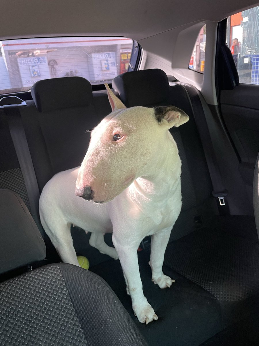 Le abandonaron a esta perrita cerca de mi casa. No le puedo tener por problemas de tiempo. Me pueden ayudar con un rt 🤍🙏🏼 Para adopción responsable 0991337318