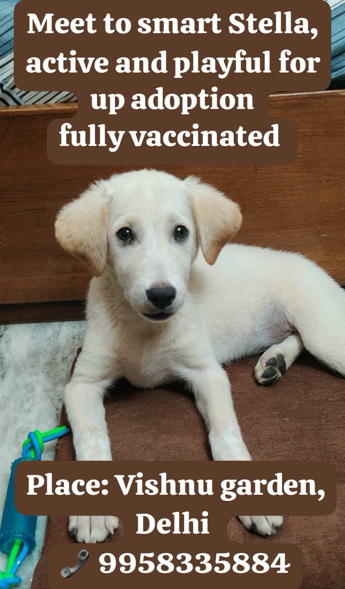 Got Stella on the road and his mother passed away by brutally accident. Now rescued Stella because she is continuously crying and sad, which is the reason Stella didn't take food for a few days. Then gave proper medication &amp; gave family atmosphere. After one month Stella active.
