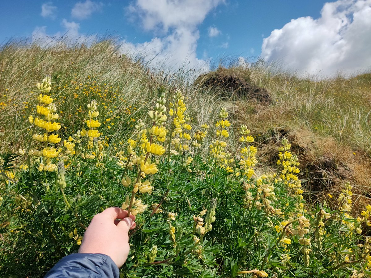 Not native but too beautiful of a plant to not be my #wildflowerhour entry this week. Beautiful tree lupins on the sensational Haverigg sand dunes yesterday.