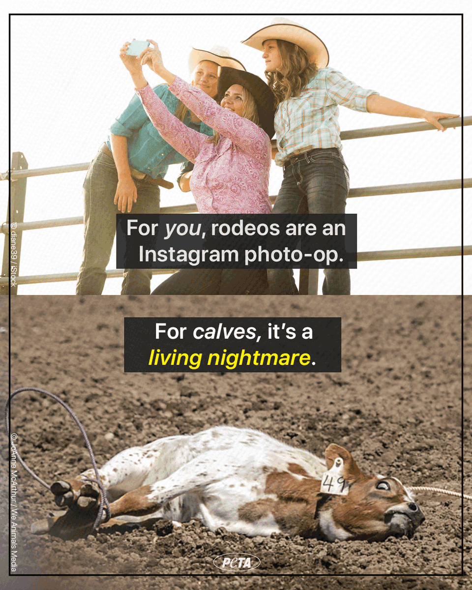 peta tweet picture