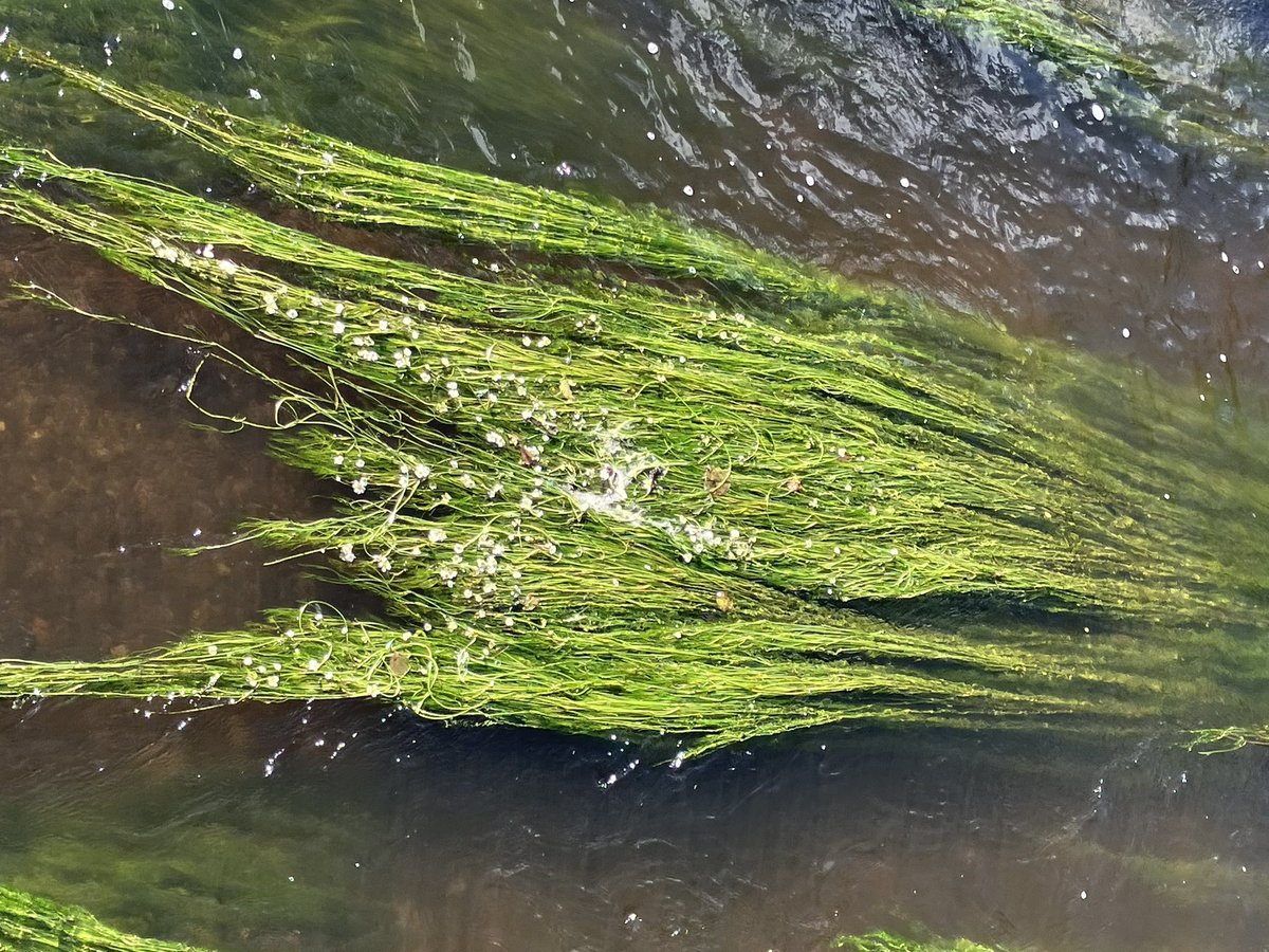 HarrySuilen's tweet photo. De vlottende water ranonkel begint te bloeien. Hier in de #Swalm https://t.co/M8EA7jDFDQ