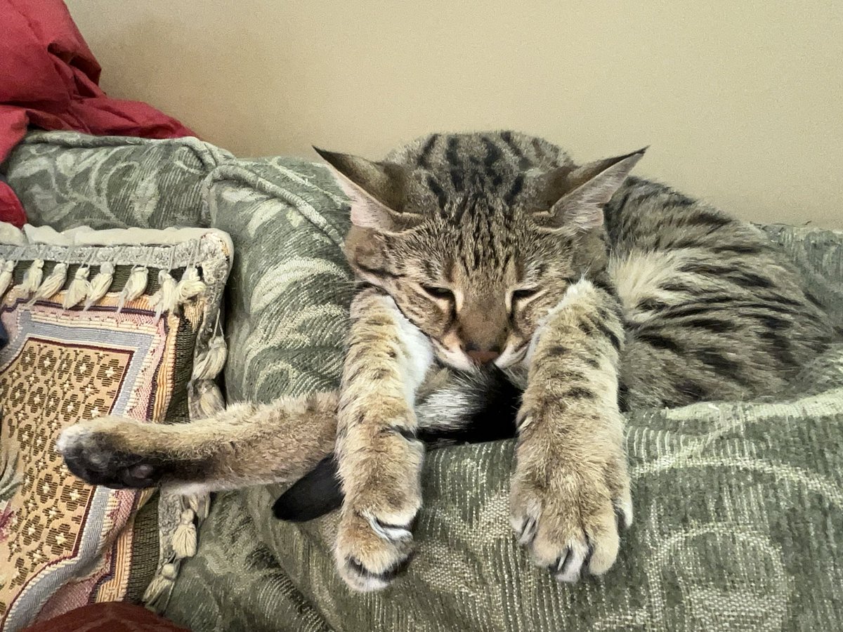 NatsRallyCat's tweet photo. Lady Raniโs #PawWork has been off the charts lately.
Hereโs a 3/4 hashtag with tail accent ๐พ https://t.co/oE4EeofN5B