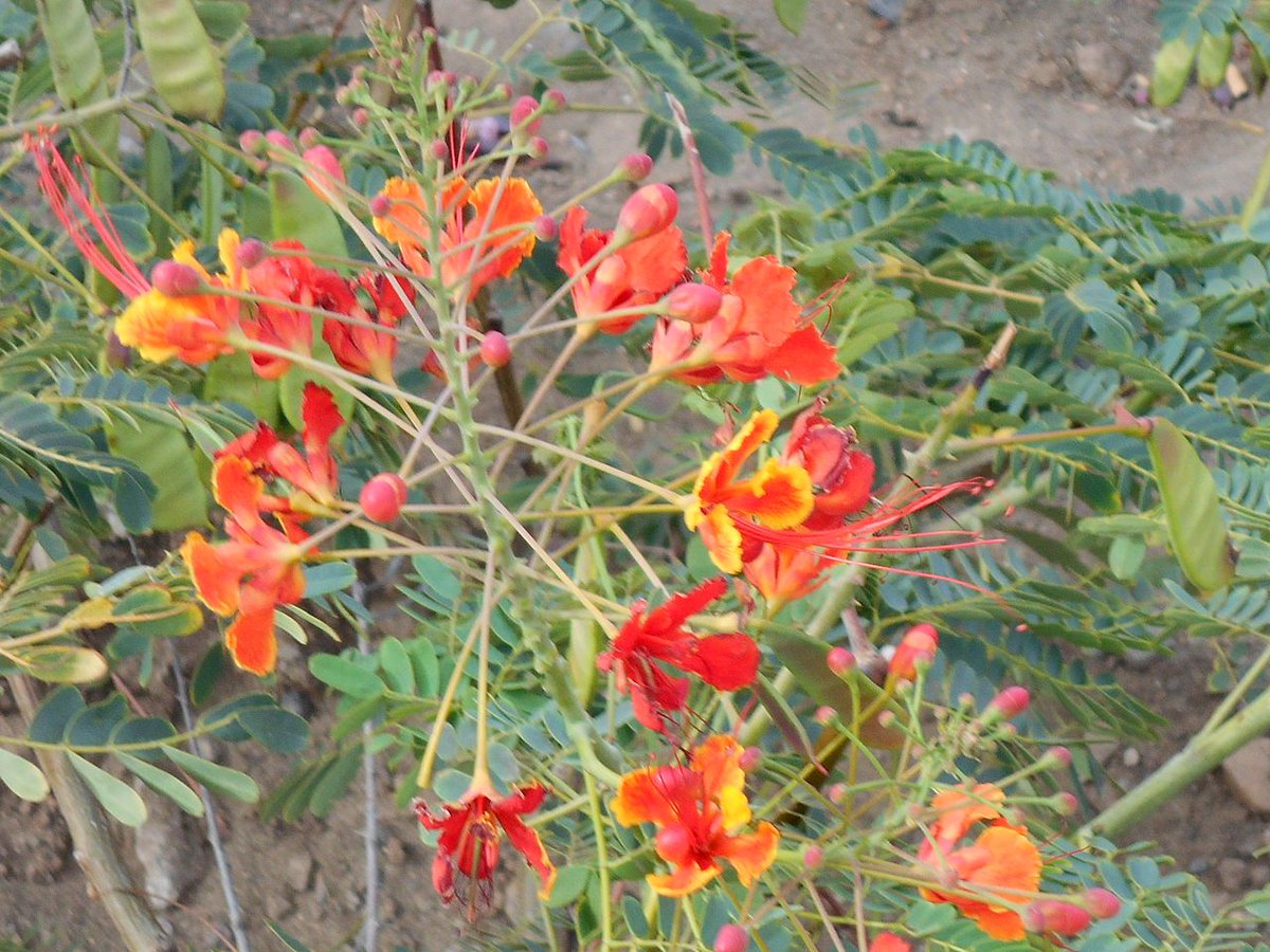 FedericoLaSala's tweet photo. #BOTANICA #VITAEFILOSOFIA: #CAMBIARE #PARADIGMA E RIPRENDERE IL #CAMMINO CON #CESALPINO (#DePlantis, 1583) ): "DITELO" CON LA ##CAESALPINIA #PULCHERRIMA @UNESCO @royalsociety @FreudMusLondon @comitejupe @la_dante @salvomic @CarloPulsoni @Leparoleelecose https://t.co/2x3E82ln5z https://t.co/eOBJQmoKMT