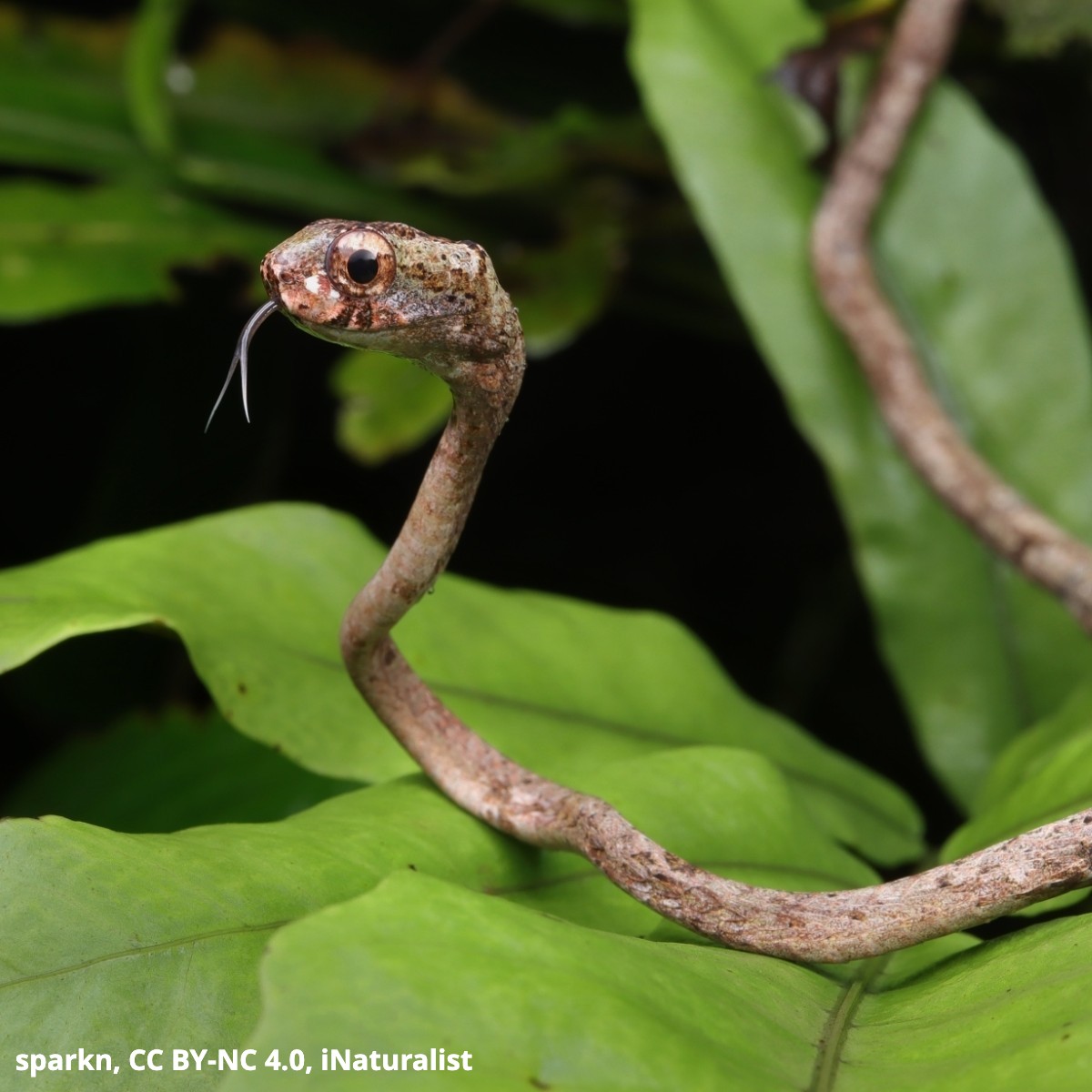 The blunthead slug snake isn't like other snakes. This nocturnal reptile, which primarily feeds on slugs and snails, eats using a technique called mandibular sawing. To slice off the indigestible parts of prey, this species slides its jaws back and forth like a saw!
