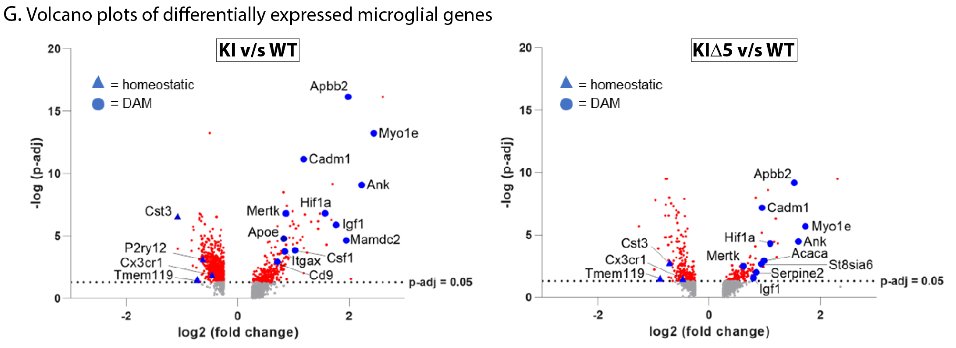 Gene editing of APP C-terminus rescues neuropathology, ephys, behavior, and transcriptomic changes in #alzheimer knockin mice. Led by Brent Aulston, collaboration with labs of <a href="/sahakris/">Krishanu Saha</a>
<a href="/MarkZylka/">Mark Zylka</a> <a href="/MarceloWoodUCI/">Marcelo Wood</a> Jon Audhya (Madison) #crispr #therapeutics 
biorxiv.org/content/10.110…