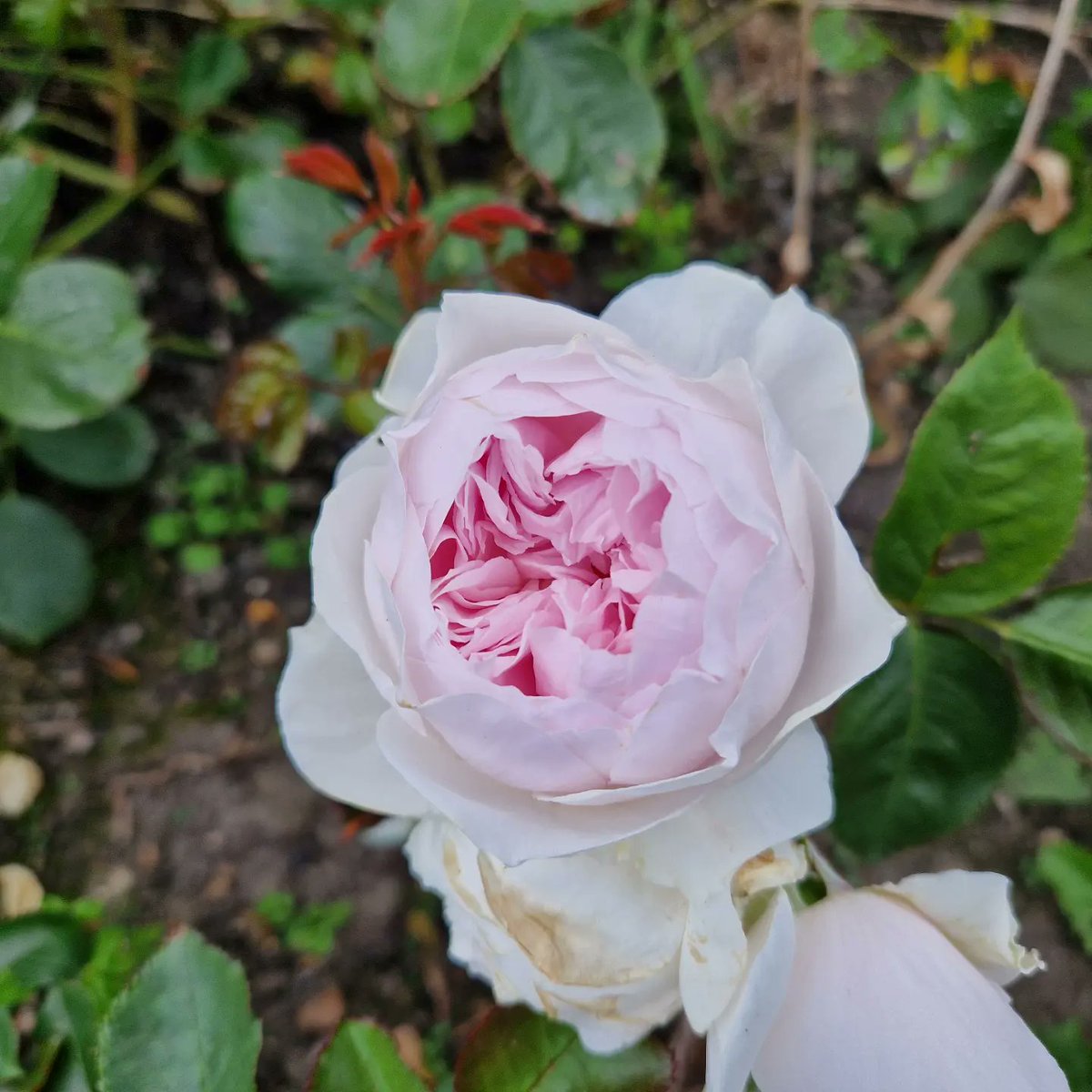 Richard Dee tweet media