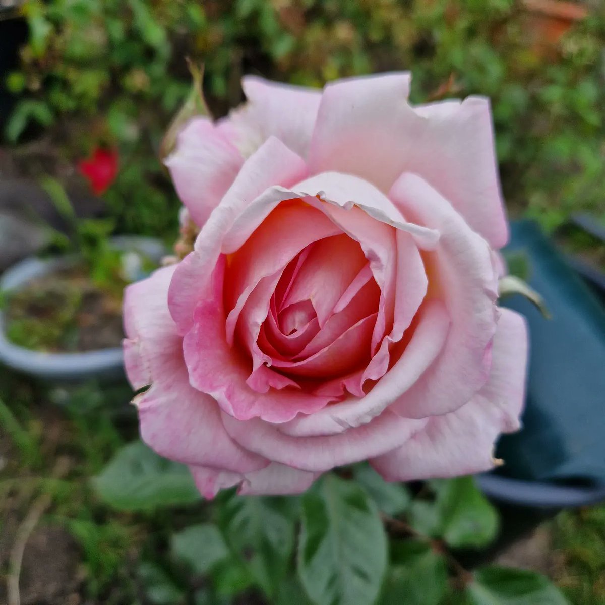 Richard Dee tweet media