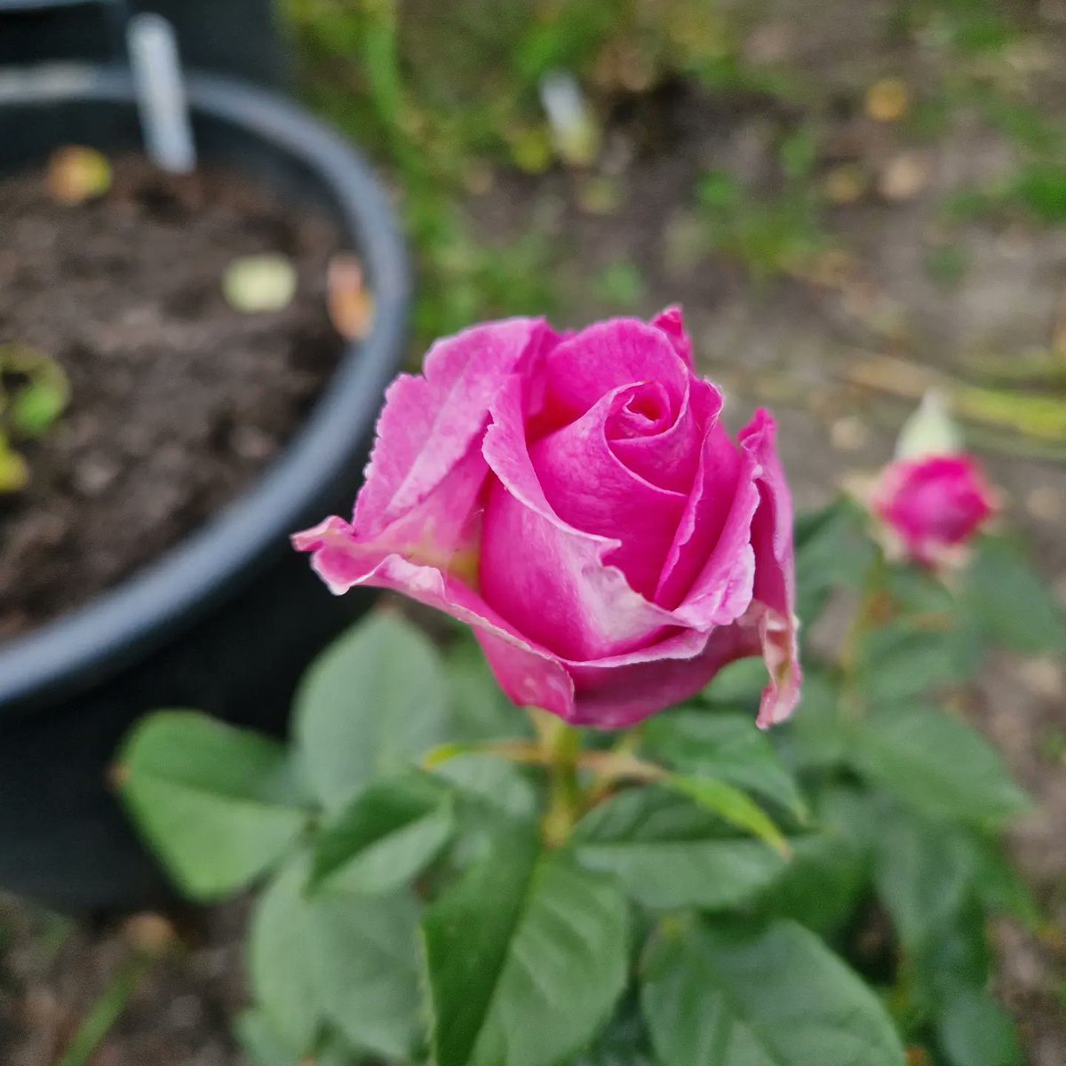 Richard Dee tweet media