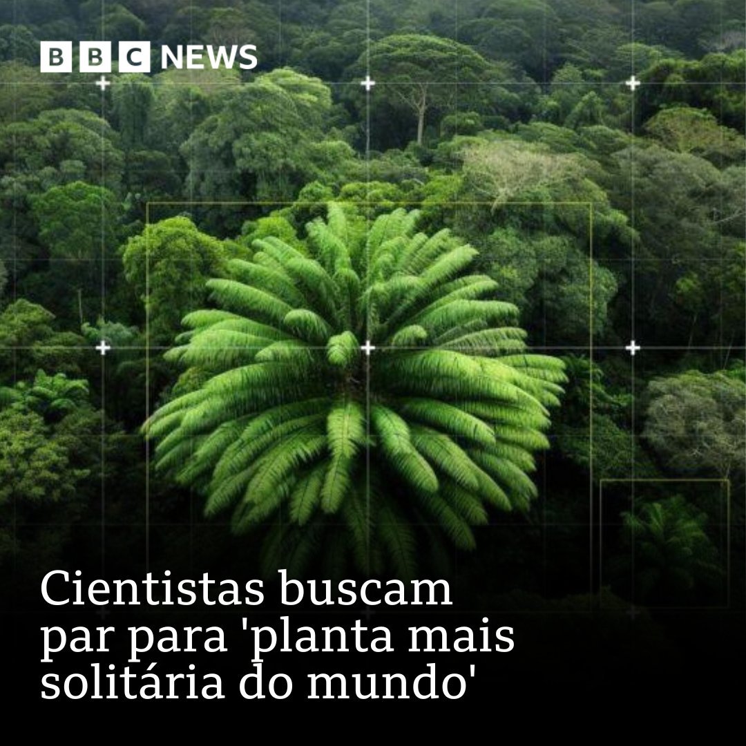 bbcbrasil's tweet image. Apenas uma vez, em 1895, foi encontrado um macho desta espécie — os cientistas estão agora à procura de uma fêmea que possa salvá-la da extinção bbc.in/3VazbL3