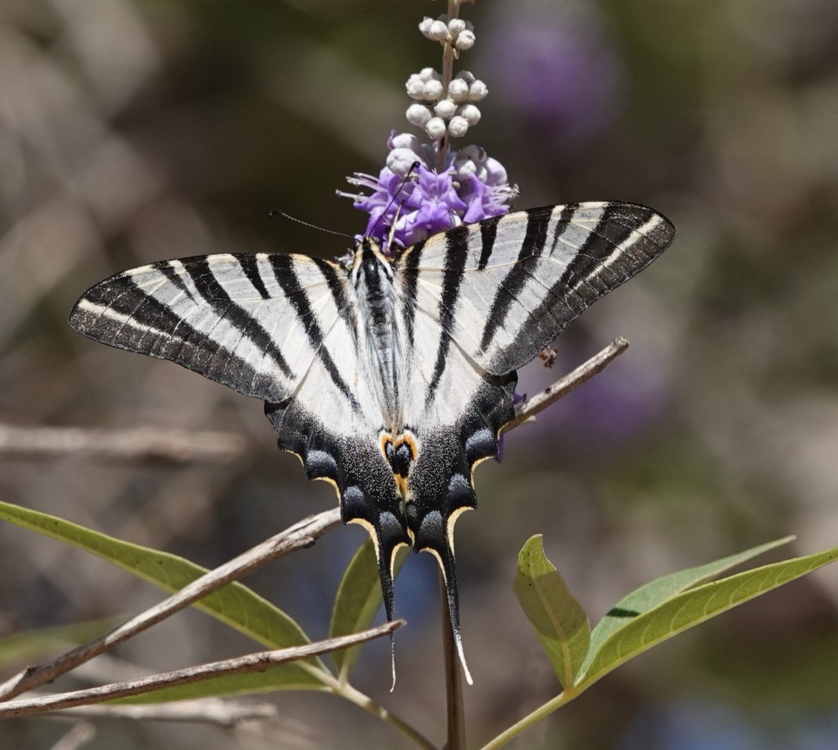 Martin Pitt tweet media