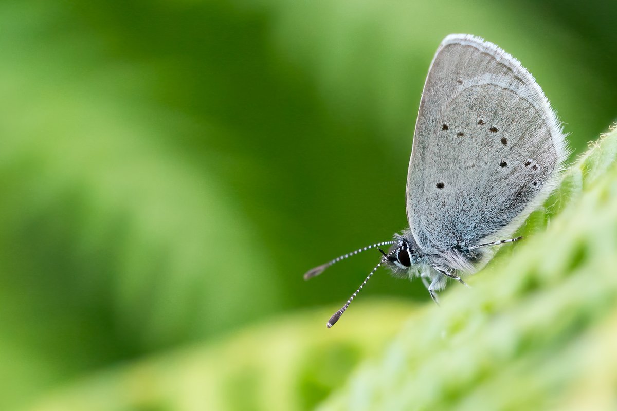 SimonGray14's tweet photo. Small blues amongst the bracken at Slieve Carran Nature Reserve in the Burren, Co Clare, always forget how tiny these fellas are! ⁦@savebutterflies⁩ ⁦@BCNI_⁩ ⁦@UlsterWildlife⁩ ⁦@NPWSIreland⁩ ⁦@NPWSNatureCons⁩ #smallblue https://t.co/u5dq1jku7h