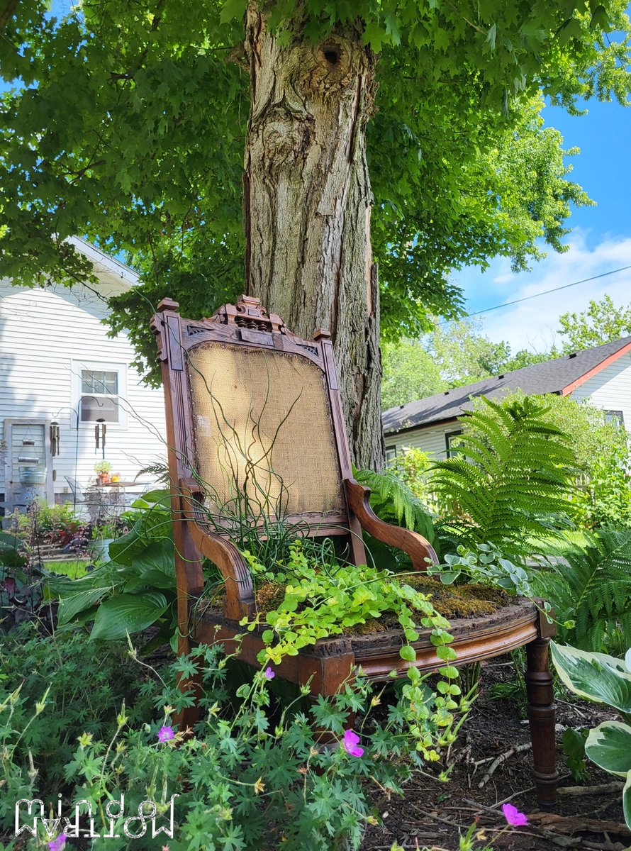 MindofMottram's tweet image. Mossy garden chair for gnomes of all varieties..

#gardensofTwitter #gardensofX #gardening #FlowersOnX #GardeningX #peacefulplaces