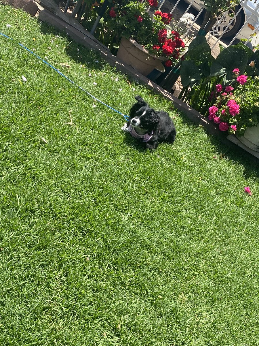 caught my dog loafing, i think she hangs out with my cat too much