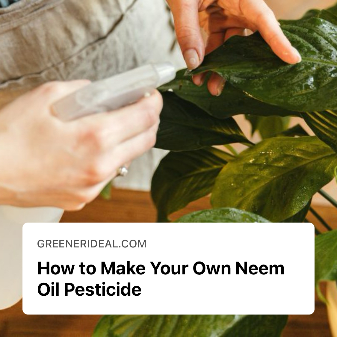 Tired of chemical pesticides? Learn how to make your own neem oil pesticide with our easy guide! 🌿🐛 

Keep your garden green and healthy. 🌼✨

Read here: greenerideal.com/guides/0814-ho…