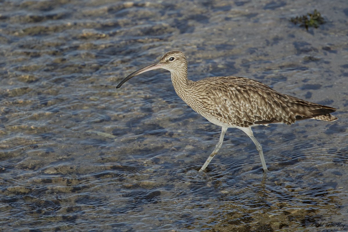 davidtattersley's tweet photo. Fantastic #nocmig Eurasian Whimbrel at 01:33hrs today over #fixby with this individual calling and singing https://t.co/Oy2cvMoxn6 I was was slightly puzzled by the recording initially as I have not personally heard a Whimbrel sing before so a great local June record @Hudds_BWC https://t.co/ZcKkdX3rzM