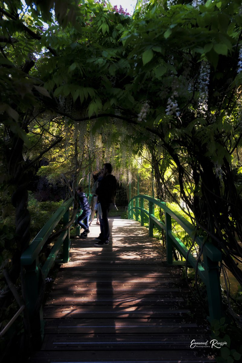 Pont japonais du jardin de Monet 🇫🇷
---
#giverny #jardindemonet #glycines #claudemonet #nuitdesmusees