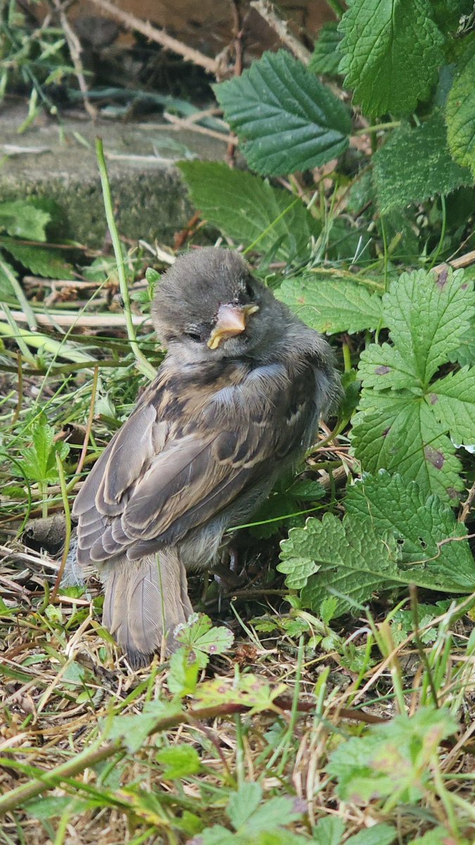 Sad day today. We found a fledgling in our garden. Initially appeared well, slight head till but walking and flapping OK. Monitored over a few hours but had to take it to emergency vets due to laying on its side and appearing lethargic.  Unfortunately, it had to be euthanized:(