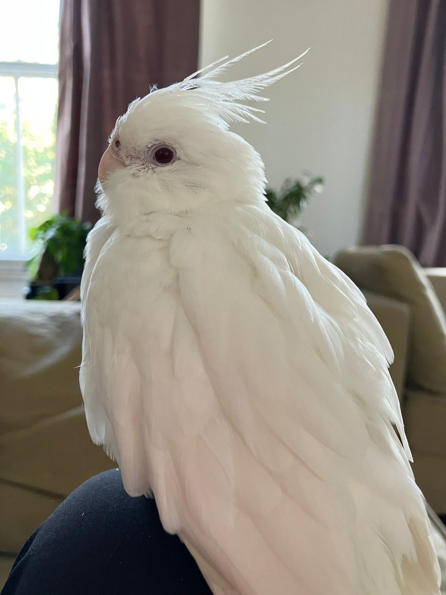 Nicole_UB3's tweet photo. 【URGENT】#MissingBird 
Lost Missing White Albino #Cockatiel bird named Shiro has flown away from her home in #Paddington, #London #W9 postcode today 09/06/24. She is probably very scared right now, if you find her please contact me. Green ring on her right foot. Thank you 🙏🙏 https://t.co/t73R4Vs58T