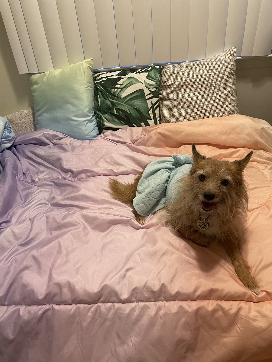 macswivles's tweet photo. Kiki Dee! #mybabygirl #myheart #dogmomlife https://t.co/47d84irlKU