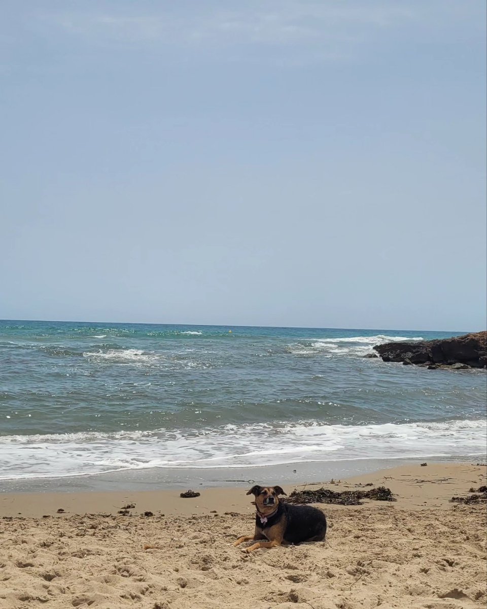 franciskasti's tweet photo. #noabandones
#simbaymenta https://t.co/BvFh8dq3dr