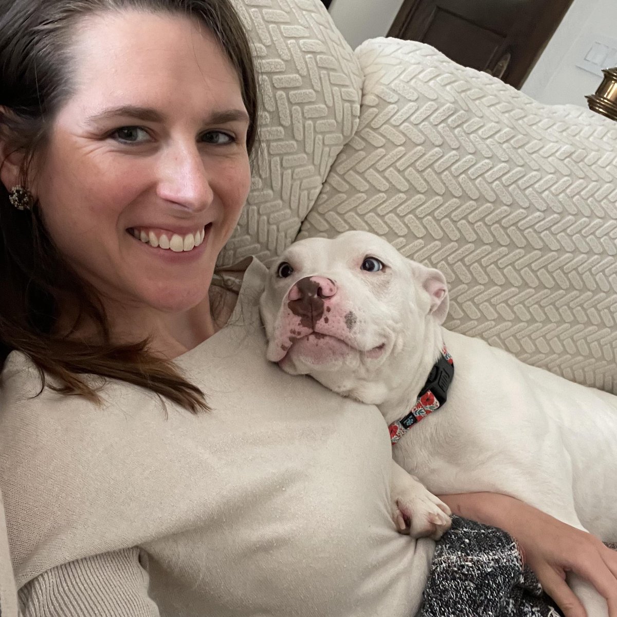 #FosterFriday Treat yourself to a (Summer) Shandy! This girl likes to spend her days napping in the sun, gazing out the window, curling up on the couch &amp; exploring on walks. Shandy is happiest when she is with her people &amp; makes a great WFH buddy. tinyurl.com/meetacitydog #adoptme