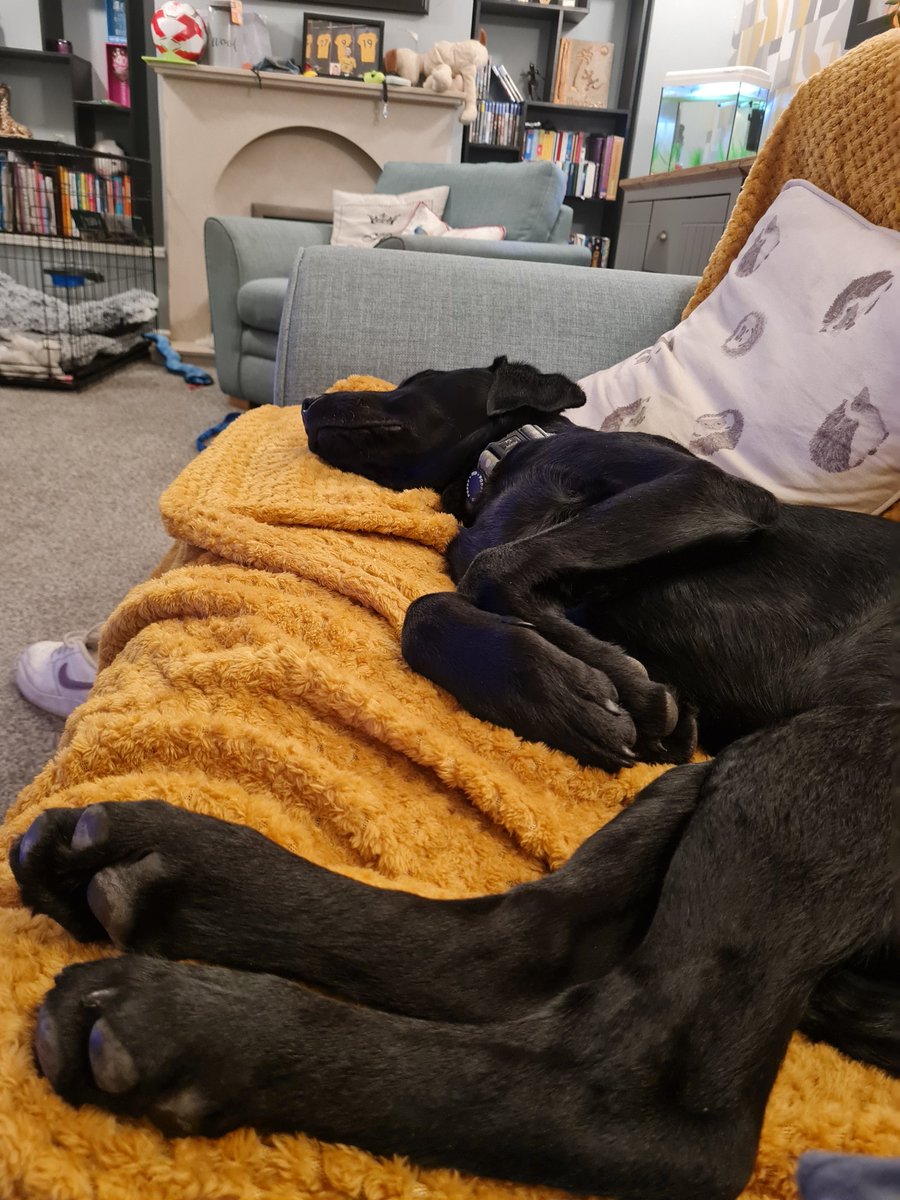 kris_screen's tweet photo. Looks more like a kangaroo than a labrador https://t.co/vMeFVTZgxp