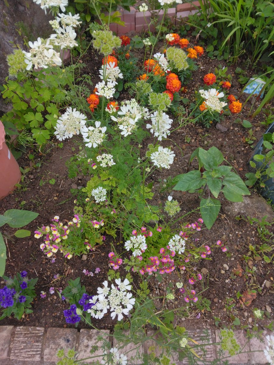 6月10日(月)
おはようございます٩(๑❛ᴗ❛๑)۶
今週は、無理せずにマイペースで生きたいと思います(＊´ー`)

今週もよろしくお願いします
꒰* ॢꈍ◡ꈍ ॢ꒱.*˚‧

　　💐今朝のお庭から💐