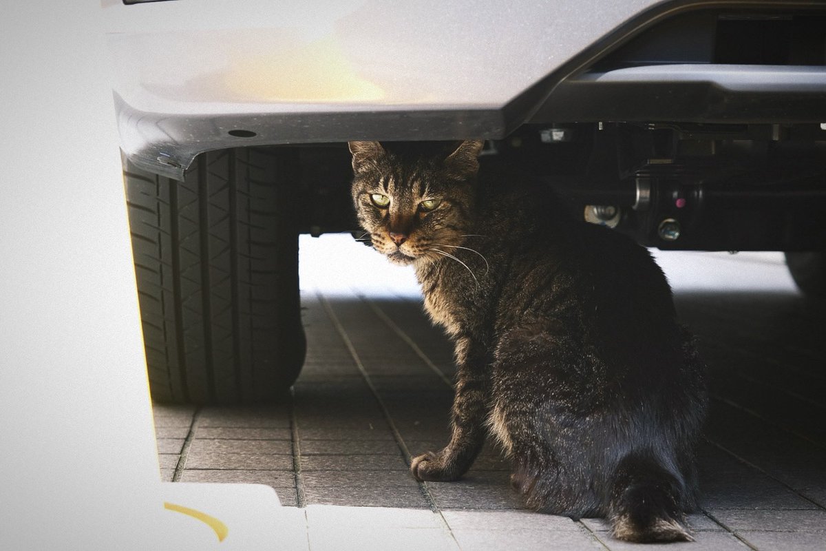 rep1ay's tweet photo. 影の中　の、ねこ。

#ねこ #のねこ #のら #そとねこ #猫 #cat #影の中 #intheshadow https://t.co/Pk9gf8d6I6