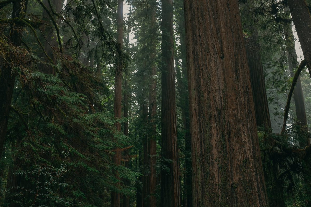 redwoods.jpg