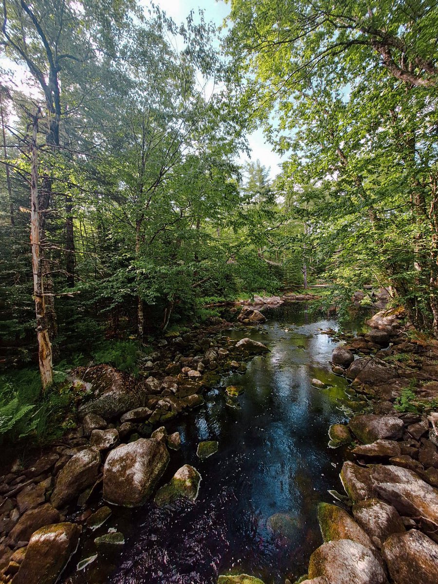 We don’t mean to rush Spring but are eagerly anticipating the arrival of Summer at the lodge. There is still time to enjoy our Season Opening Specials until the end of June ⏰ (Limited suites still available fr June 26-30th) Book Now!  #TroutPointLodge #GoodbyeSpring #HelloSummer