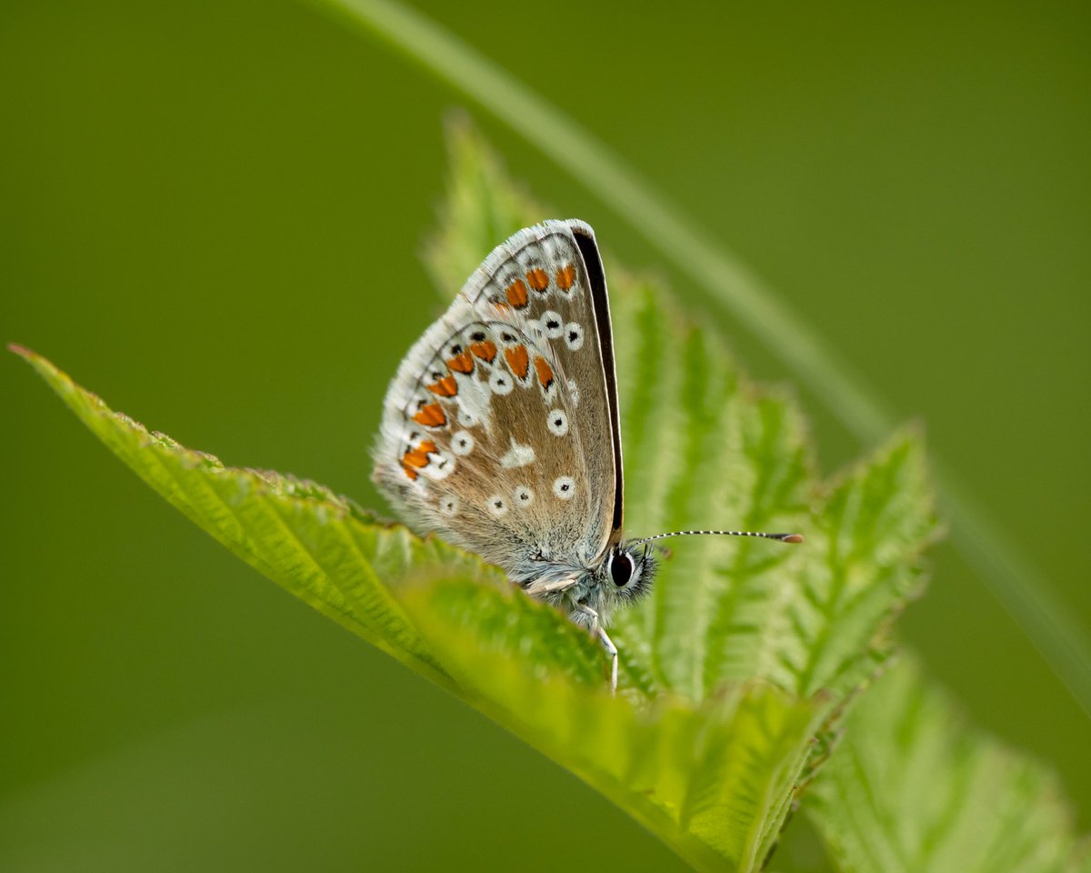 Stop off in Cumbria started well when eventually found one Northern Brown Argus at Latterbarrow. Signs weren’t good with no reports of sightings but after 2 hrs I struck lucky. Puzzled by missing figure of 8 spot on underwing but the open wing image looks conclusive. 57/59😀