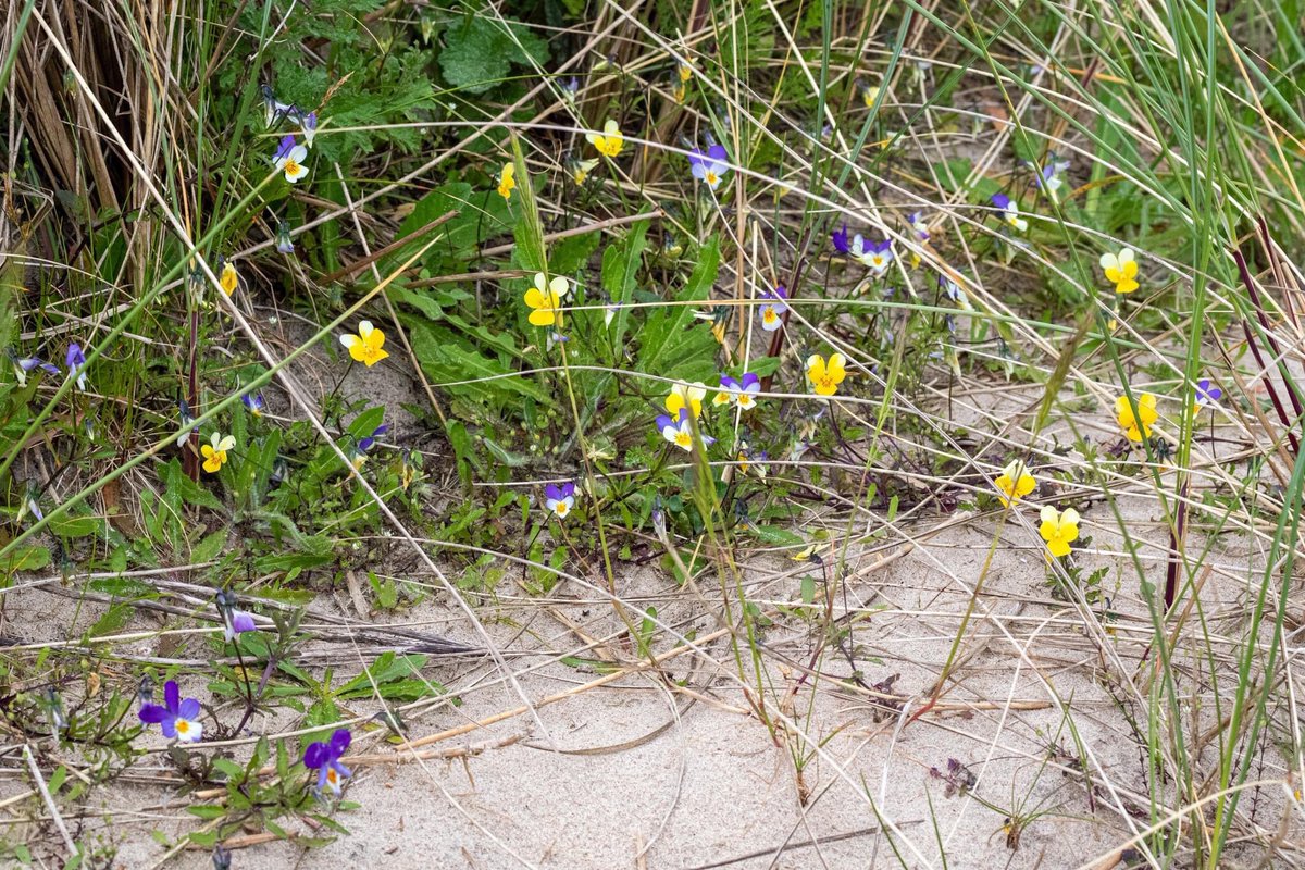 A nice selection of wild pansies on dunes at Curracloe on Tuesday. Still looking to find some sand pansies, though.
