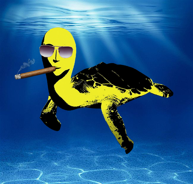 TOPGTURTSOL tweet media