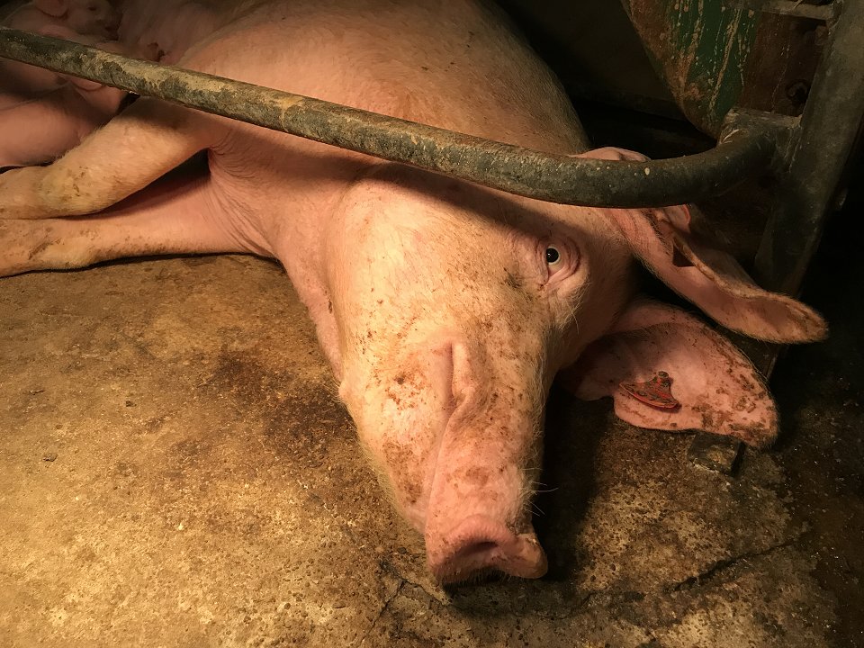 veganfuture's tweet photo. Don't support the cruel meat industry #GoVegan https://t.co/VoTgxp3FCR