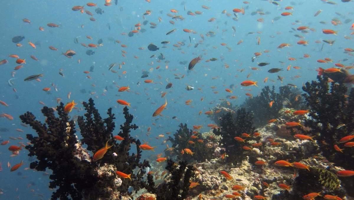 UQ Science (@uqscience) on Twitter photo #UQ's <a href="/DrManateena/">Tina Skinner</a> and her team's new research explores the intricate dynamics of iconic coral reef ecosystems, focusing on important fishery predator species like groupers and snappers.
Read the paper: shorturl.at/EltKk #UQ's <a href="/DrManateena/">Tina Skinner</a> and her team's new research explores the intricate dynamics of iconic coral reef ecosystems, focusing on important fishery predator species like groupers and snappers.
Read the paper: shorturl.at/EltKk